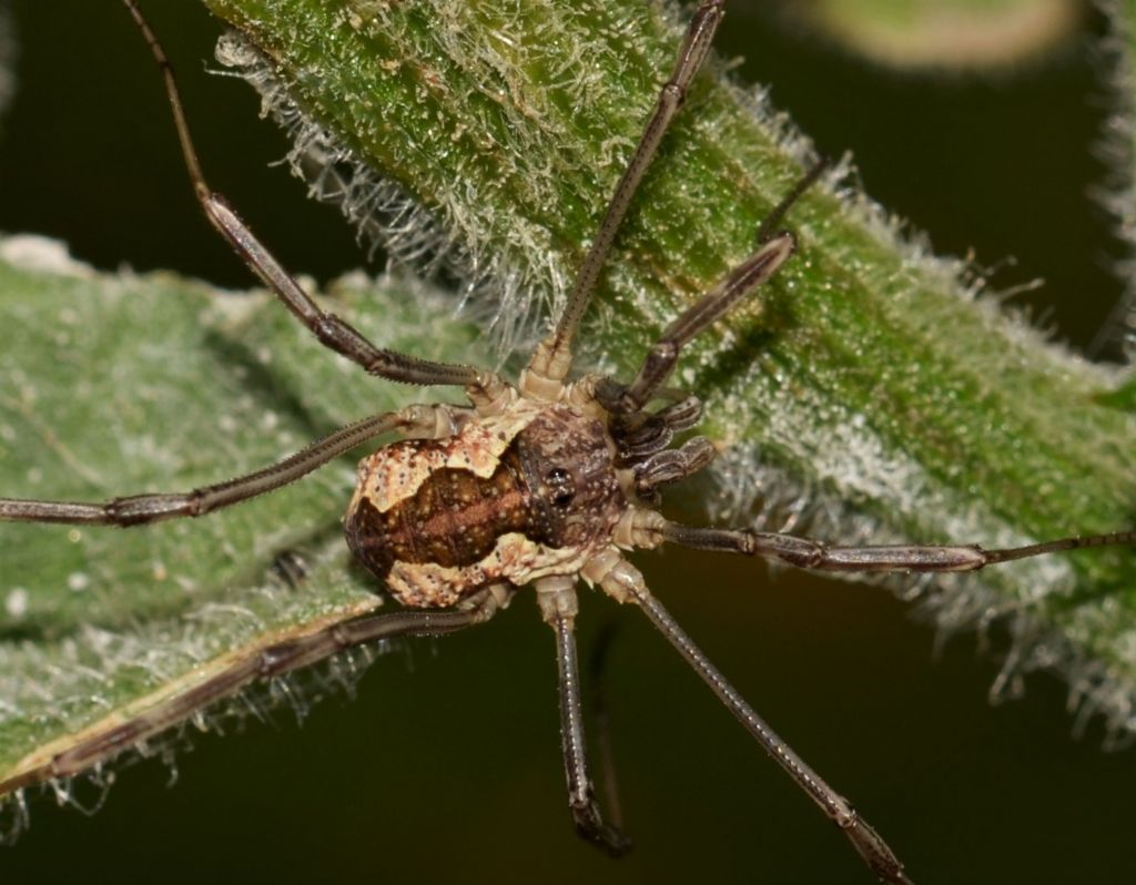 Mitopus morio - (Phalangiidae)